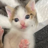 🐈★たんぽぽっち★🐈 (@naoharu7777) 's Twitter Profile Photo 🐈★たんぽぽっち★🐈 (@naoharu7777) 's Twitter Profile Photo