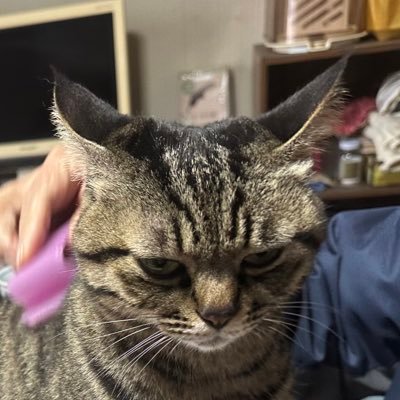 40代、筑後→関東→佐賀、ハムの人、🐈好き。💡登録済：宅地建物取引士、賃貸不動産経営管理士、🍁未登録：中小企業診断士、社会保険労務士、行政書士など。某所稲門会監事。鷹党。できる韓国語初級1を学習中🔰