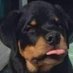 BULLDOG (@fefewaku) Twitter profile photo BULLDOG (@fefewaku) Twitter profile photo