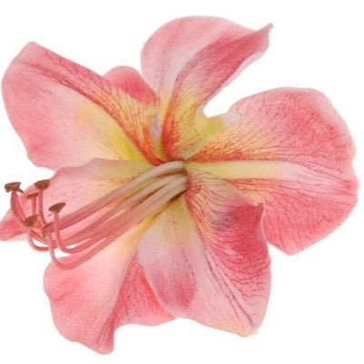 kawaiihuaa's profile picture. 