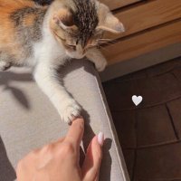 nor (@p58tt) 's Twitter Profile