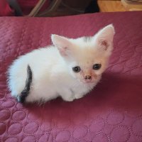 Berry the cat (@uniquenftalways) 's Twitter Profile