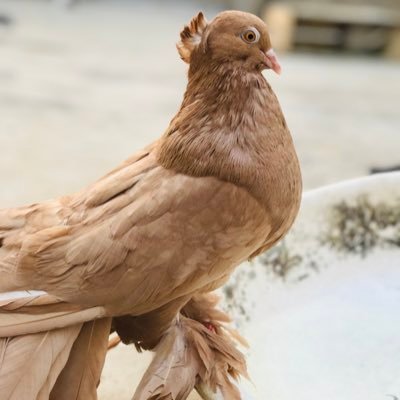 pigeonlovers11's profile picture. 