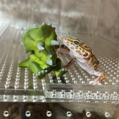 20代OL爬虫類飼育始めちゃいました🔰現在🏠レオパ3匹ボール1匹🦎🐍