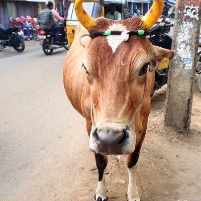 Amata_na_Fanta's profile picture. Humanitarian