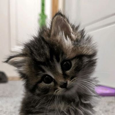 tahreema05's profile picture. just a cat who's afraid of lizards.