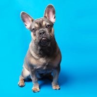 Frenchie Tales(@Frenchietale) 's Twitter Profile Photo