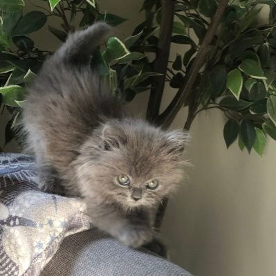 may_6f's profile picture. {لاتَحْزَنْ إِنَّ الله مَعَنَا}