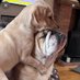 Monty the Bulldog 🐾 and Rex 🐶 (@monty_bulldog) Twitter profile photo