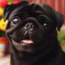 Amorablackpug (@amorablack58898) Twitter profile photo