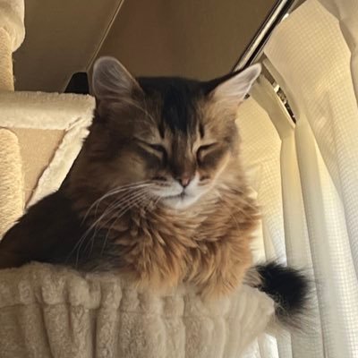 miki_ueta's profile picture. 🐱と👧🏻 もはや小学校とPTAに対する愚痴を呟くアカウント。がんばろう。