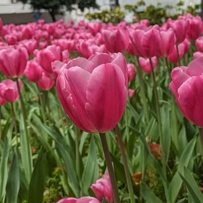 mamim59356238's profile picture. 1y10m母。2023.5