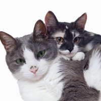 린&쿠키(@rincookie_cat) 's Twitter Profile Photo