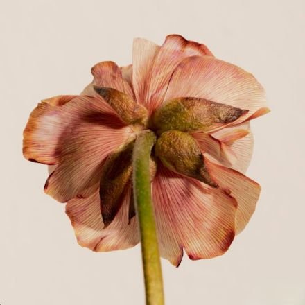 fig (2): flowering —
