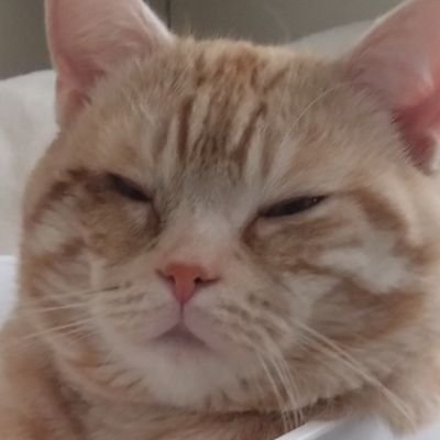 Yurika31402816's profile picture. 制作会社UXデザイナー▶事業会社UIUXデザイナー