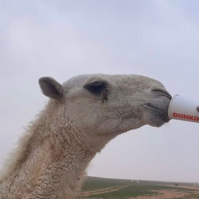لو كل كلمة ليا جتنا طردناها،،،بعنا الثمينه بسعر مايخارجها