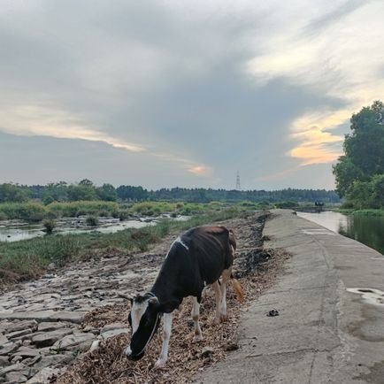 Maheshgowdasvvk's profile picture. Mahesh Gowda SVVK