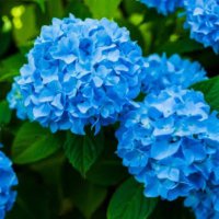 ほし (@w4f75x7mj9i2gdb) 's Twitter Profile