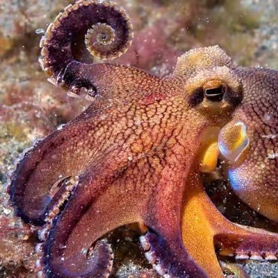 QzmXGfnKy2OZrkO's profile picture. うちではタコ刺身や惣菜は扱っておりません。