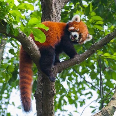 Red panda