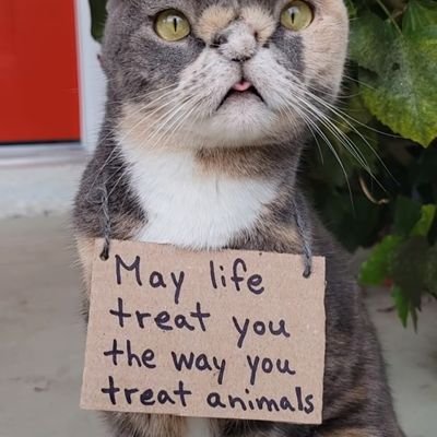 Veterinarian. Free Palestine 🇵🇸