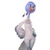 The Whole Bird (@cutandcarried) Twitter profile photo The Whole Bird (@cutandcarried) Twitter profile photo