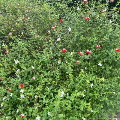 Aielia_Wellness's profile picture. holistic therapist , alchemist,  counselor; studying herbalism 🍵