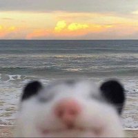 kermit with crocs (@nicoolkaz) 's Twitter Profile