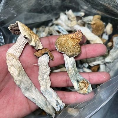 I got mushrooms, weed, chocolate bars, LSD, DMT, MDMA, gummies, microdose, vapes, ket and many more.
join telegram below if interested 👇
https://t.co/kacV5Nom9