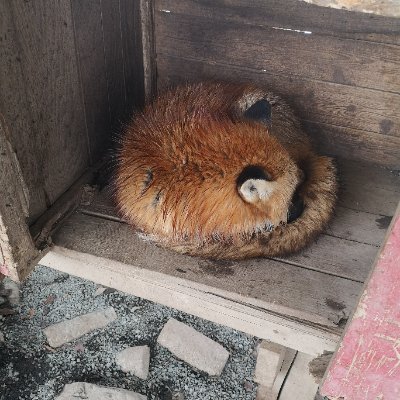 @foxLoveP2