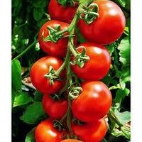 Grandora Gardens (@grandoragardens) 's Twitter Profile Photo