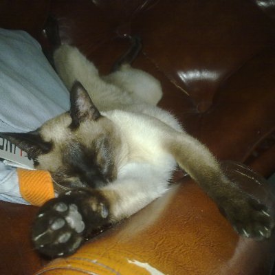 PeRRo86069's profile picture. 