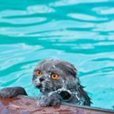 kitty pool kitty pool
