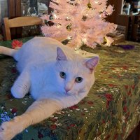 PaisleyBreeze (@polly_hick97708) 's Twitter Profile