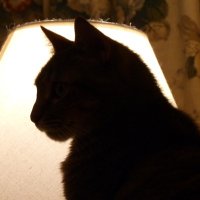 TexasLuluCat (@texaslulu) 's Twitter Profile Photo