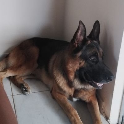 Matchin23's profile picture. cotil pd 21-23 | tads unicamp 024