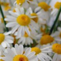 GÜLSEREN PAKDİL (@gulseren_pakdil) 's Twitter Profile Photo