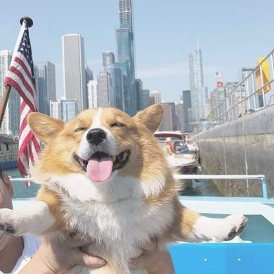 corgi_lovers1 Profile Picture