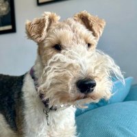 Stanley🐾Fox Terrierist(@oscarfoxterrier) 's Twitter Profile Photo