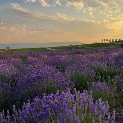 Taekook76631121's profile picture. Armycarat💜🩷