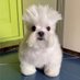 Cecil Lee (@cecillee12) Twitter profile photo Cecil Lee (@cecillee12) Twitter profile photo