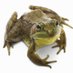 Slippery Frog (@slipperyfrog44) Twitter profile photo