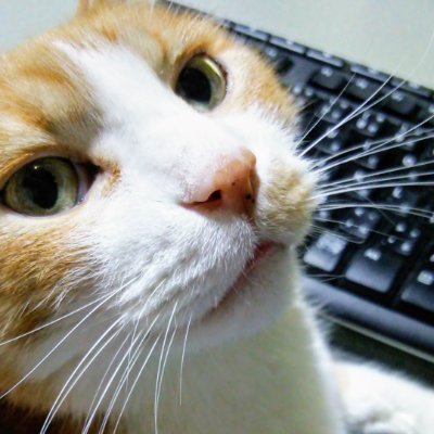 好きなもの：ネコ　PC　ゲーム(ほぼSteam)　梨　惣菜パン
※情報収集のためのTwitterなのでツイートは基本しません
※興味のないものはフォローしません