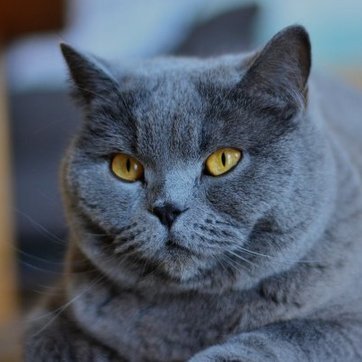 74c3d0's profile picture. Sou um gato.