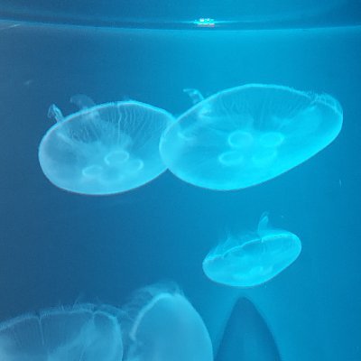 zUbrjLbey477922's profile picture. 