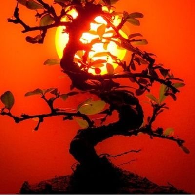 Single Dad of 1 Daughter
Ex Retail Crime Officer #Bonsai #Cycling
#RadioHam #GolfNovice
#ItsOkNotToBeOk
#ThisToShallPass #TourDeAky