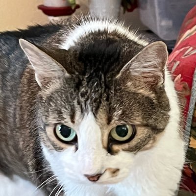 SophieTexanCat Profile Picture