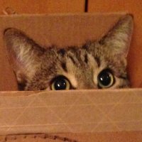 ~t. (@tstoliar) 's Twitter Profile