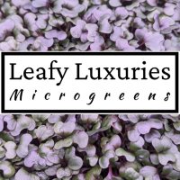 Leafy Luxuries(@LeafyLuxuries) 's Twitter Profile Photo