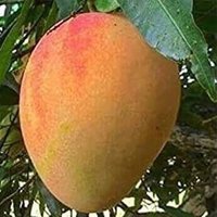 Fruit Vegetable (@fruitv38220) 's Twitter Profile